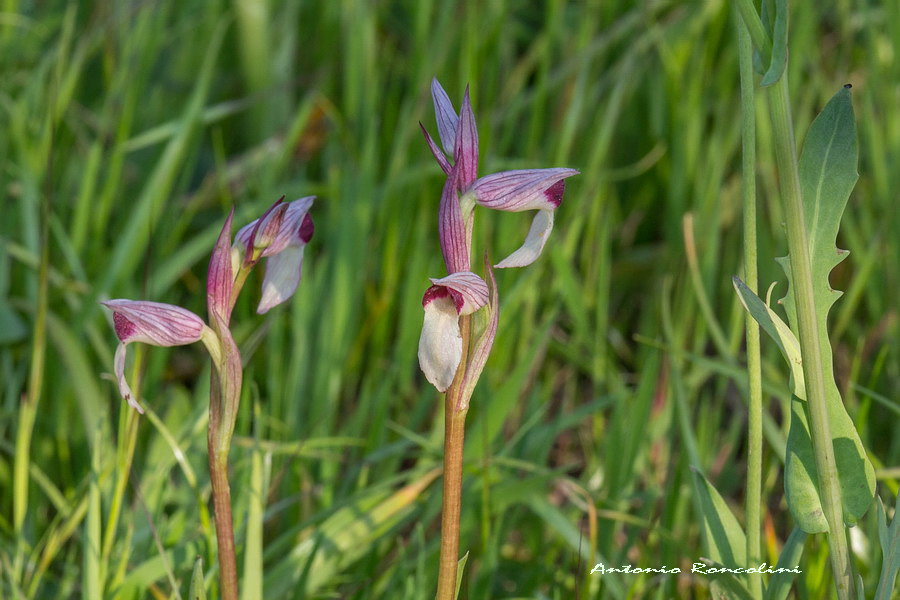 Orchidee Monte Argentario